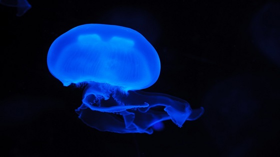 Medusa azul