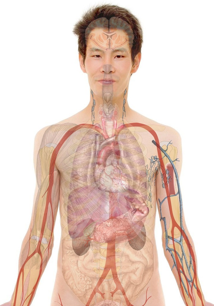 Sistemas del cuerpo humano en un hombre.