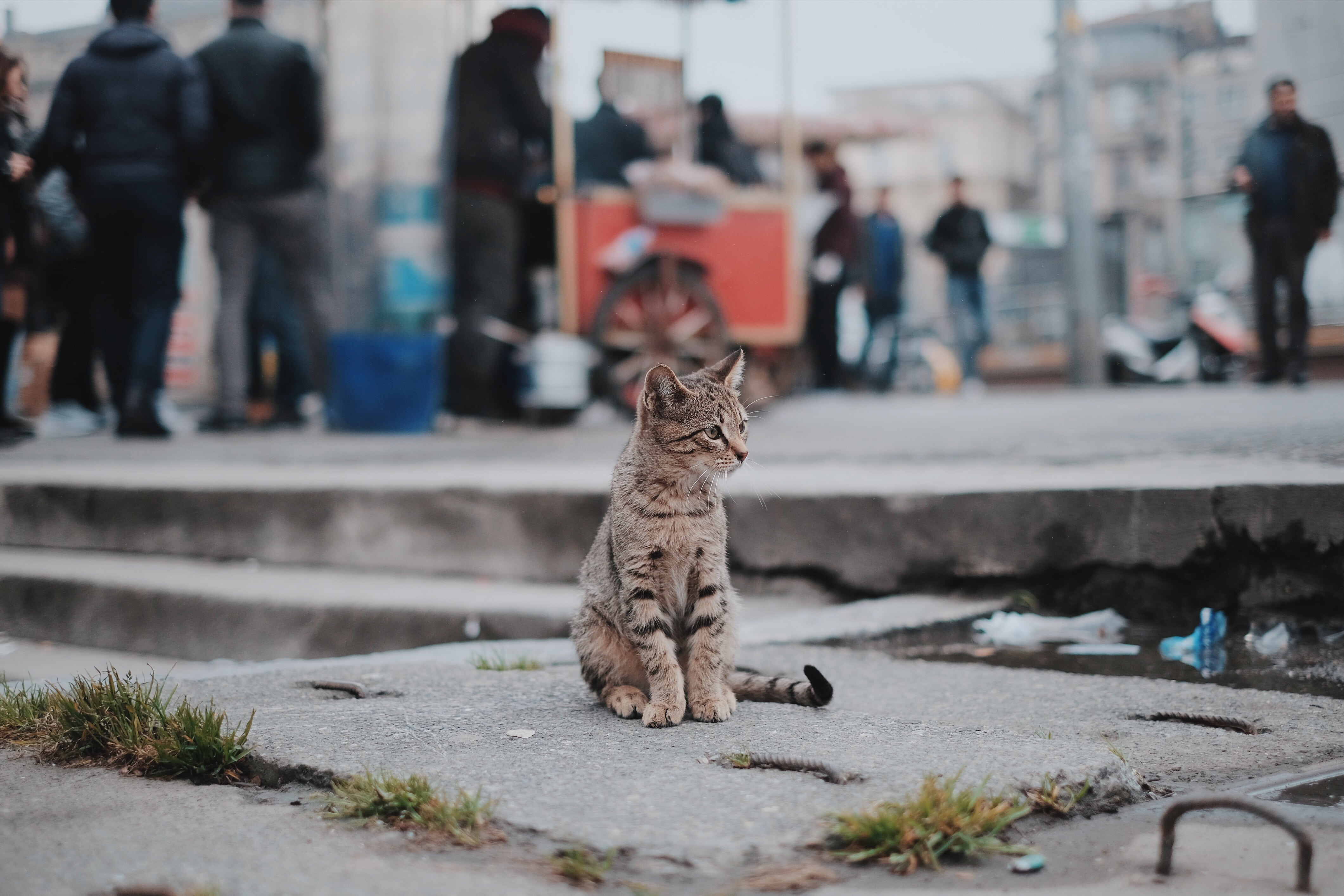 Gato en la calle