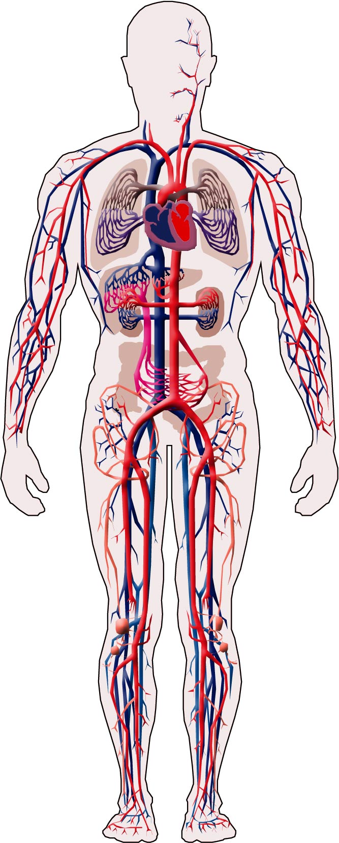 Anatomía: aparato circulatorio en todo el cuerpo.