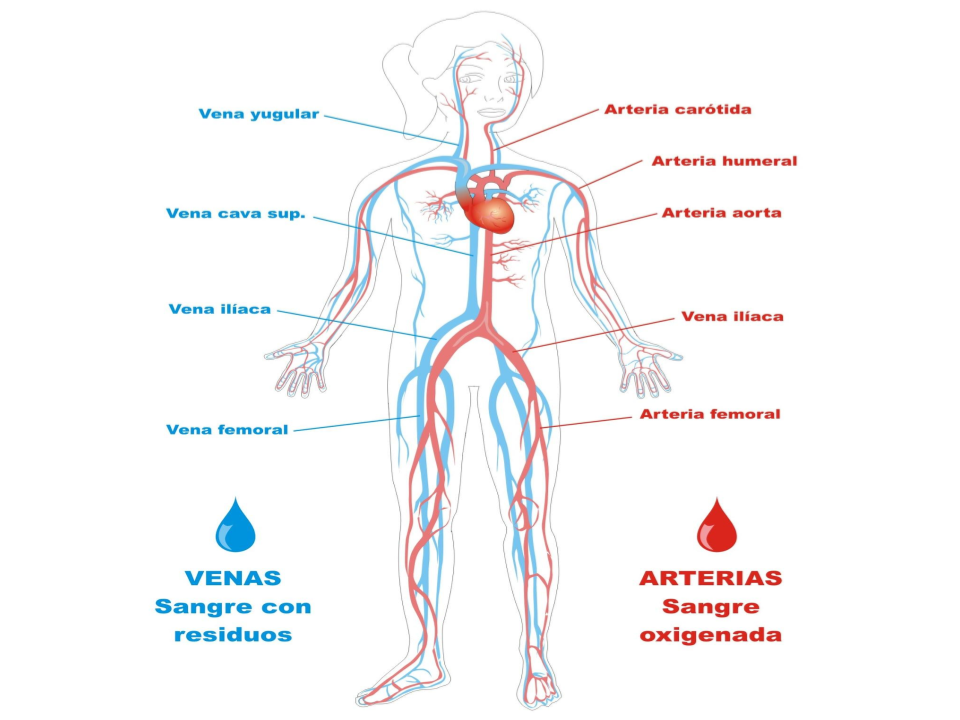 Arterias y venas