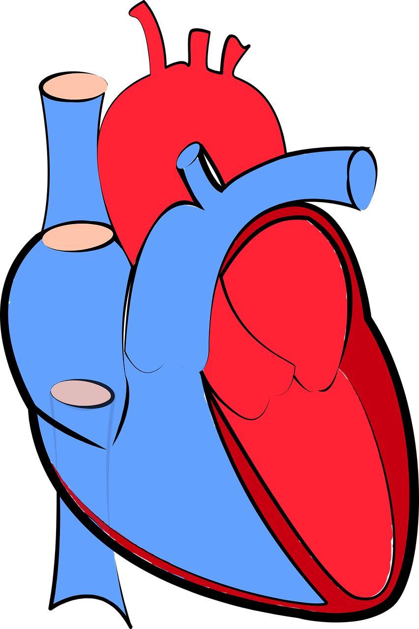Anatomía: corazón