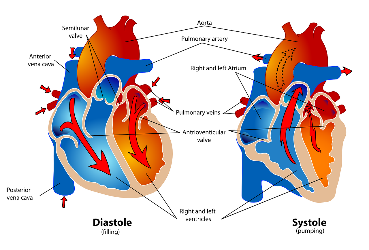 Dibujos esquemáticos de cómo se realizan la diástole y la sístole en el corazón