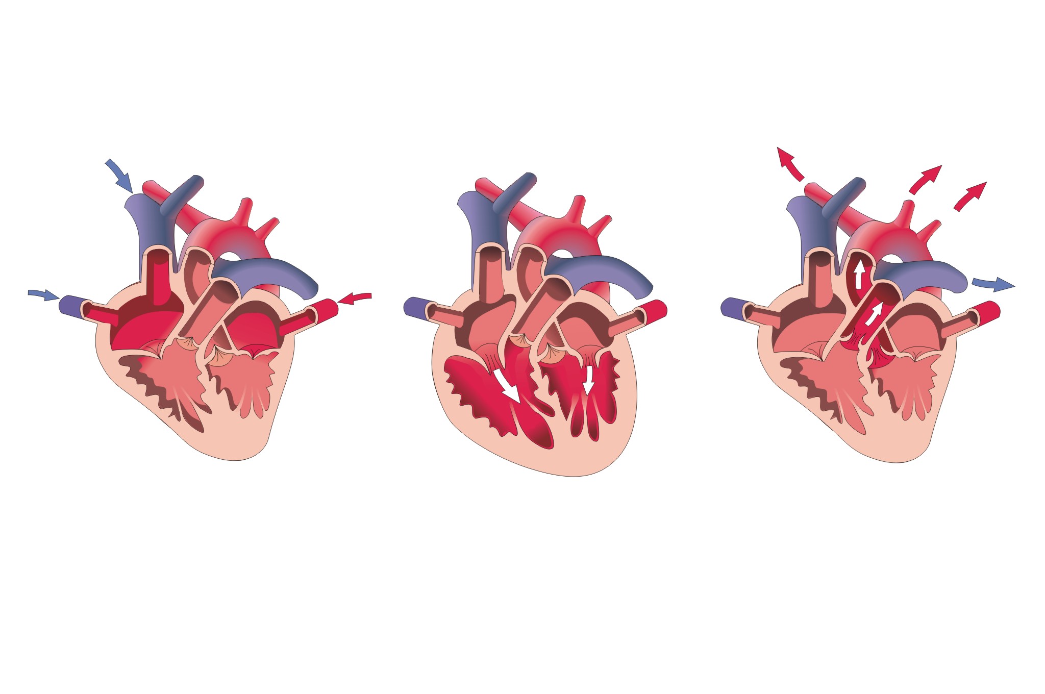 Dibujos esquemáticos sobre el funcionamiento del corazón