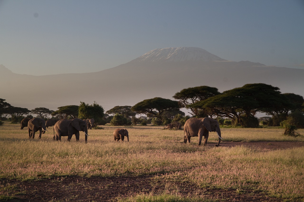 Elefantes en la sabana
