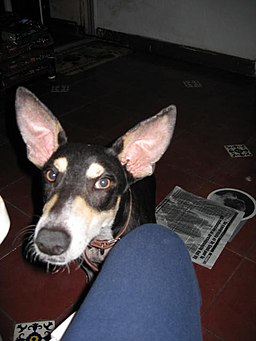 perro con orejas muy grandes