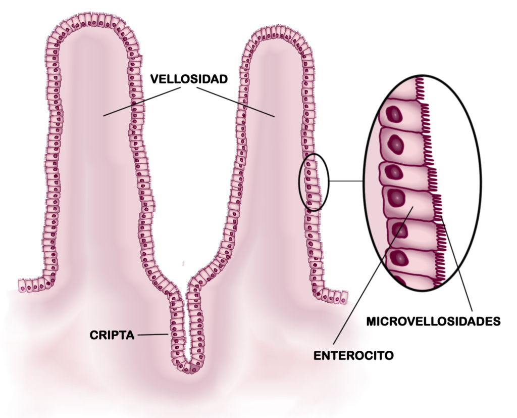 Esquema del epitelio del intestino delgado