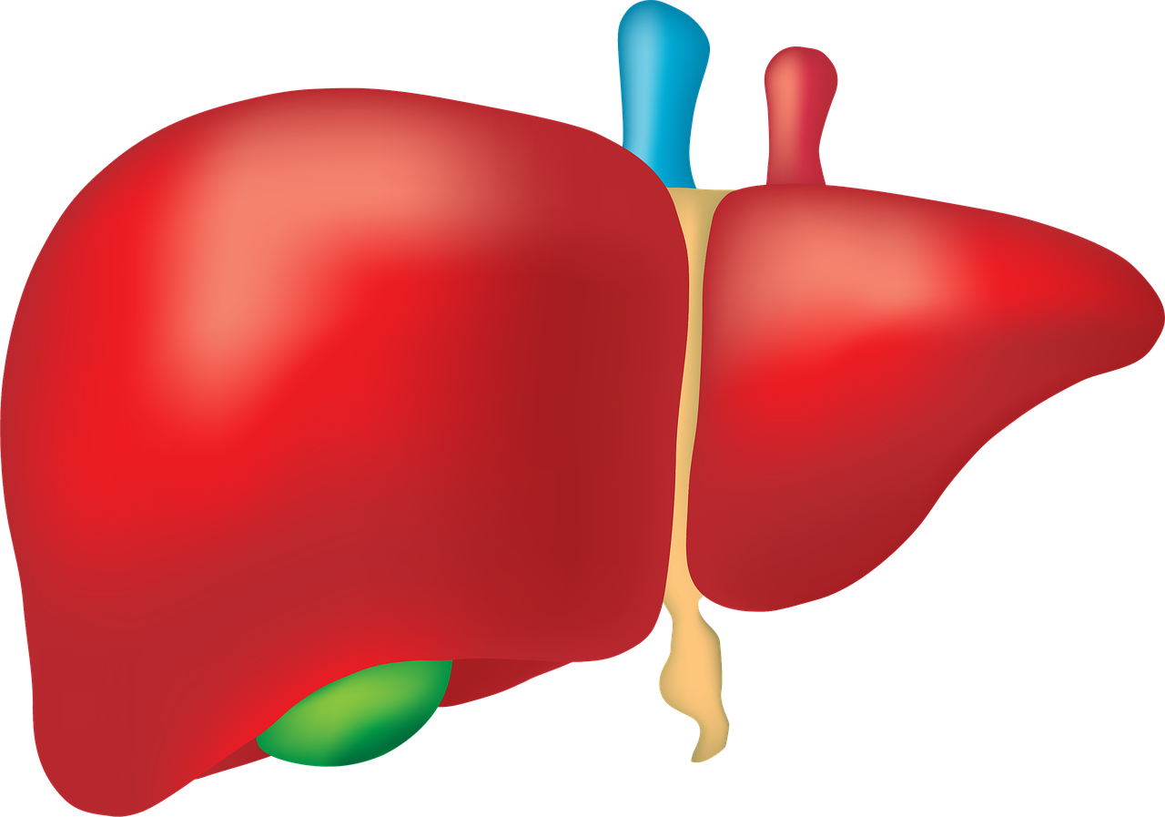 Ilustración del hígado